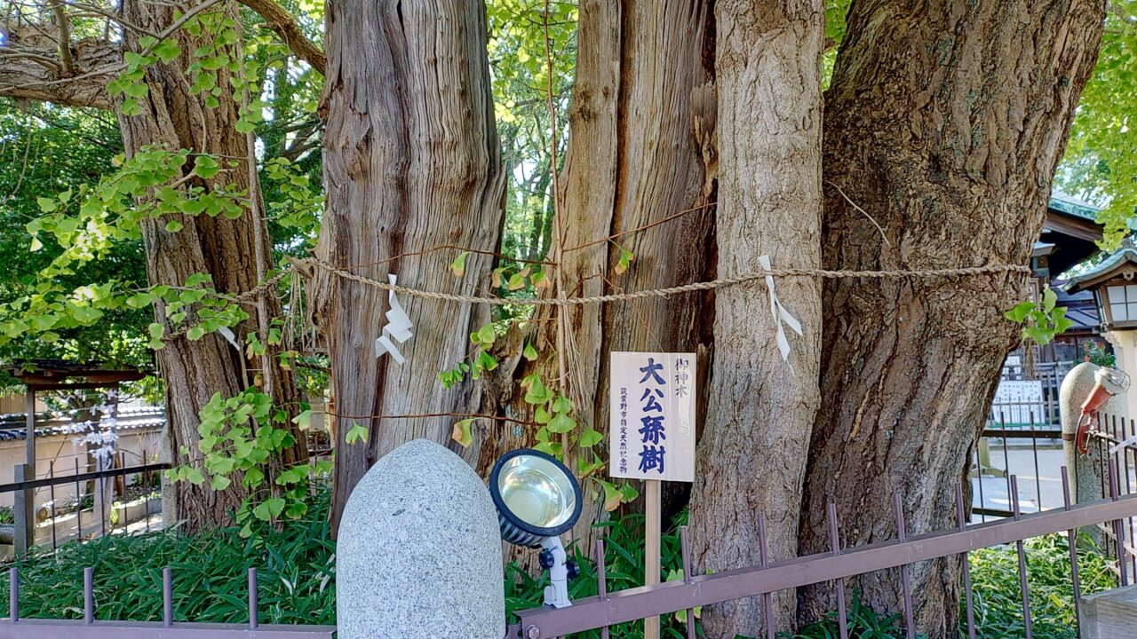 二日市八幡宮の御神木の公孫樹