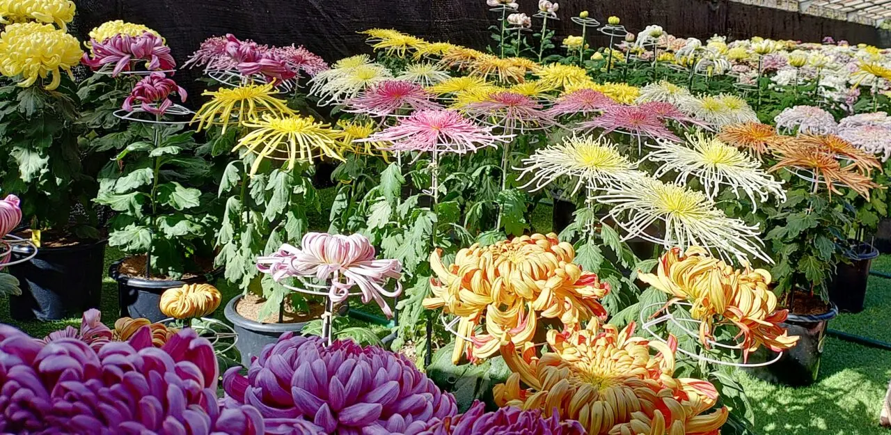 昨年の太宰府天満宮秋芳会菊花展の様子