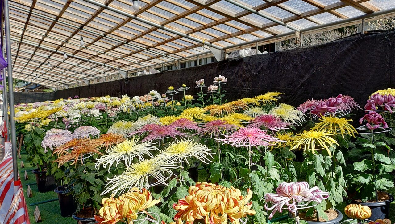 昨年の太宰府天満宮秋芳会菊花展の様子