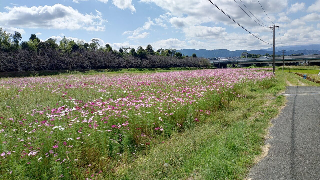 水城跡のコスモス畑