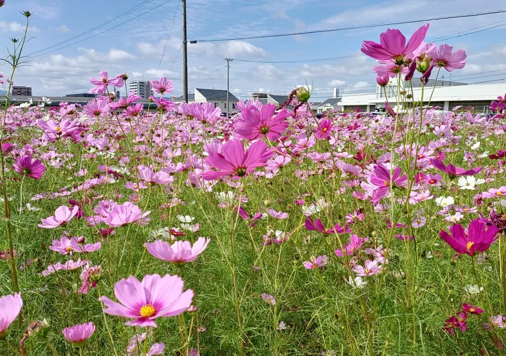 水城跡のコスモス畑