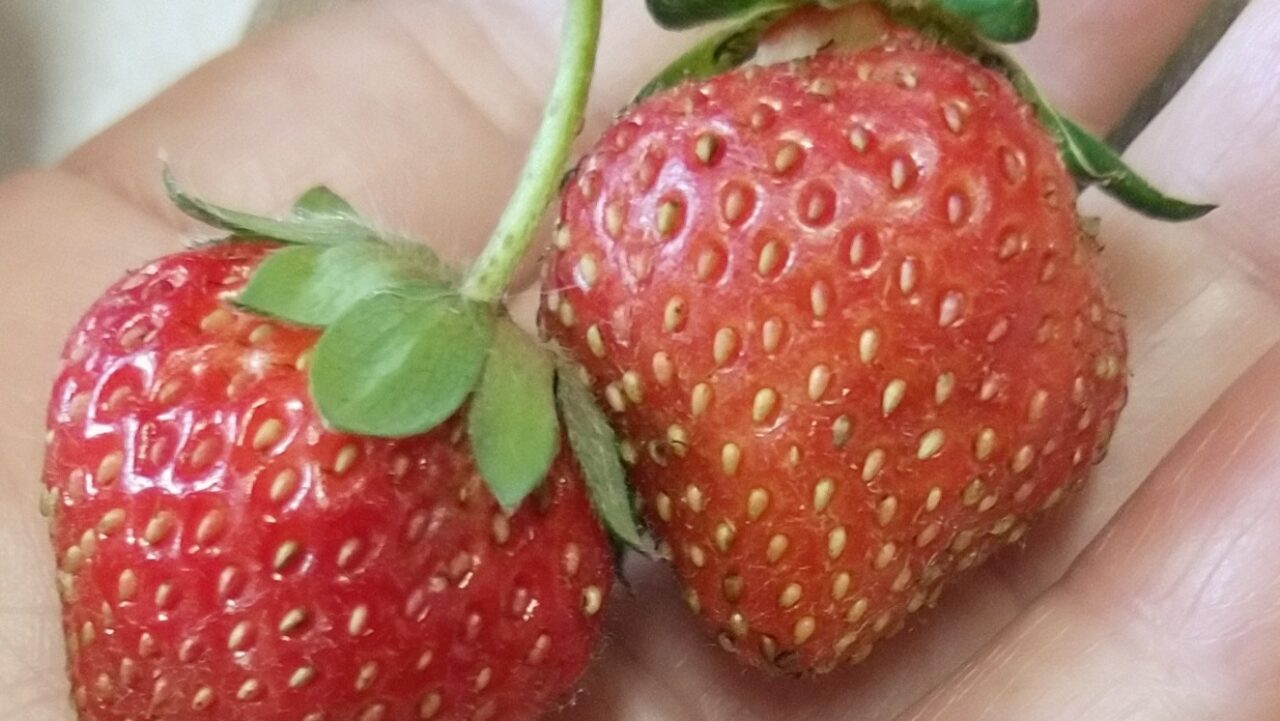 2個のいちご