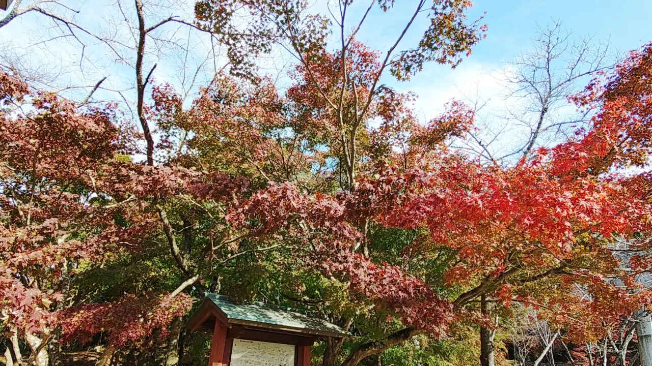 竈門神社の紅葉