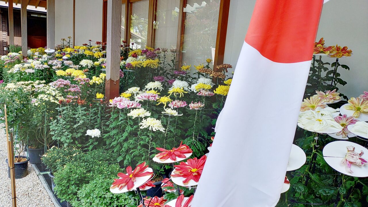 美奈宜神社の菊花展