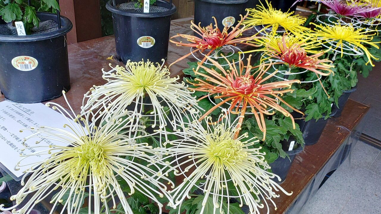 美奈宜神社の菊花展