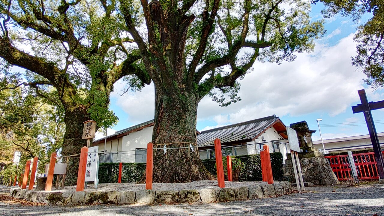 美奈宜神社の御神木の夫婦楠