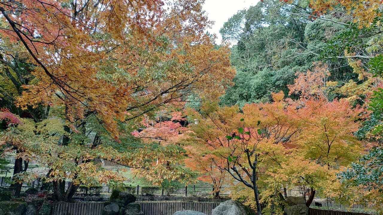 令和6年12月5日の天拝山歴史自然公園