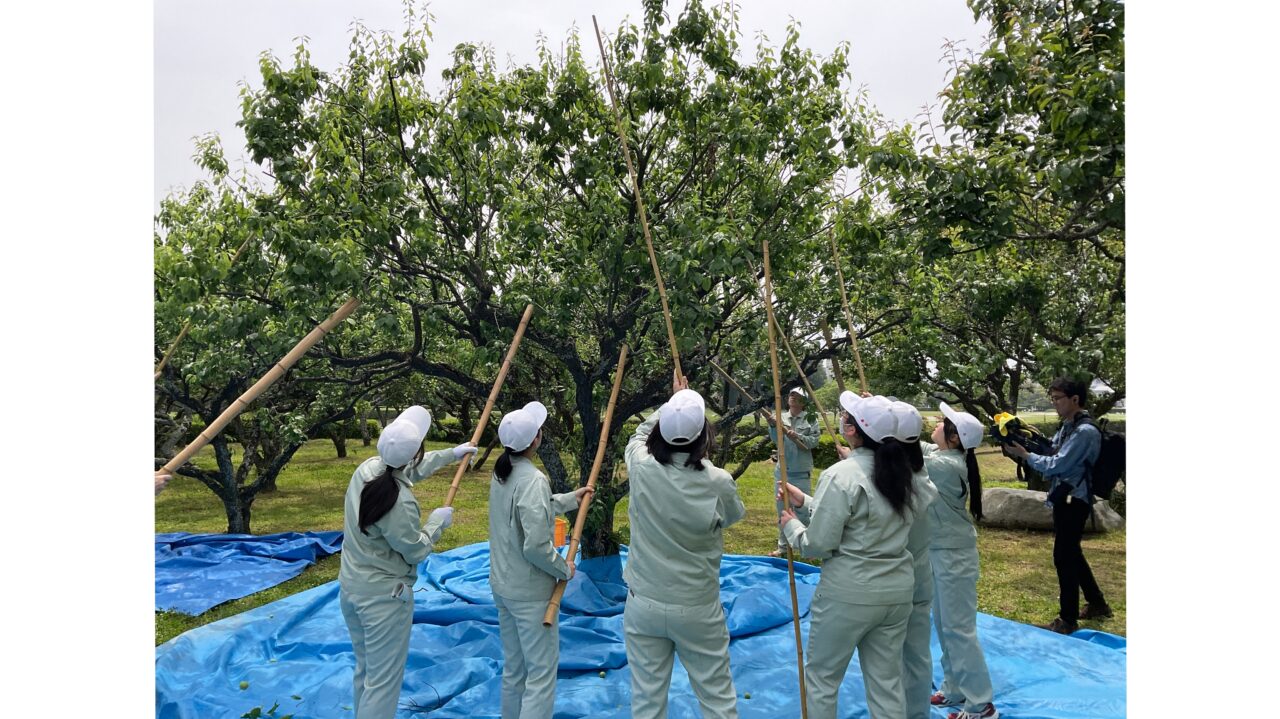 梅の収穫をする高校生