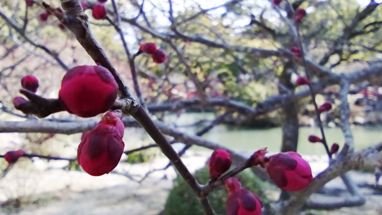 太宰府天満宮の梅