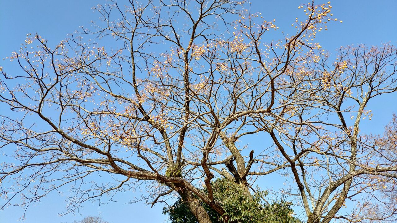 ドロクサンヤネのセンダン