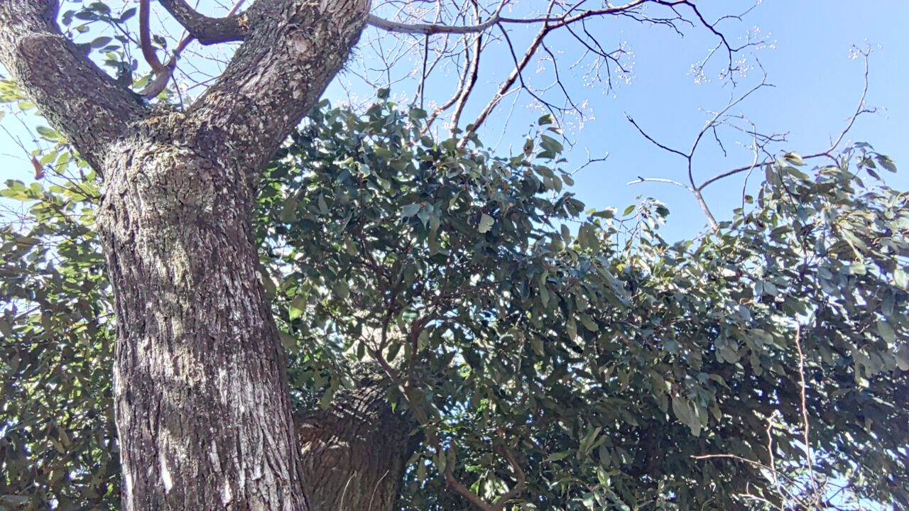 ドロクサンヤネのセンダンの木