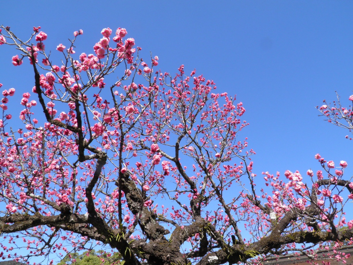 令和7年の太宰府天満宮の梅