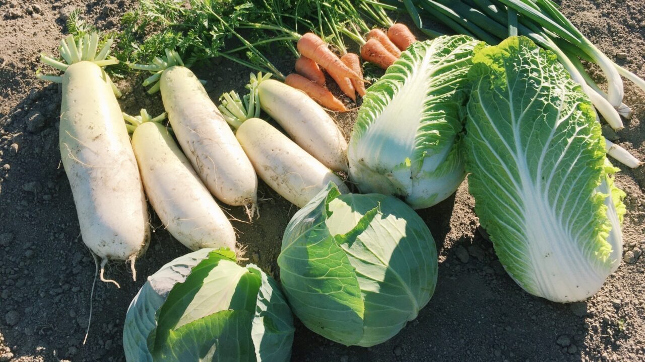 冬野菜