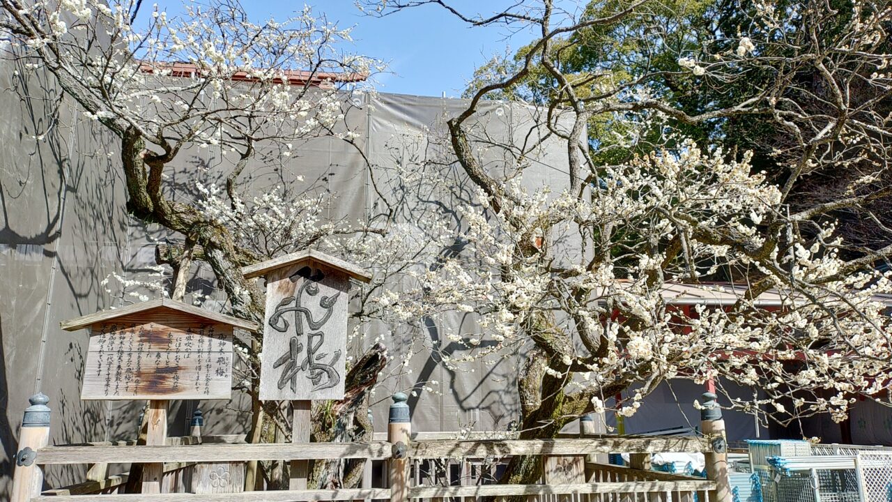 太宰府天満宮の飛梅
