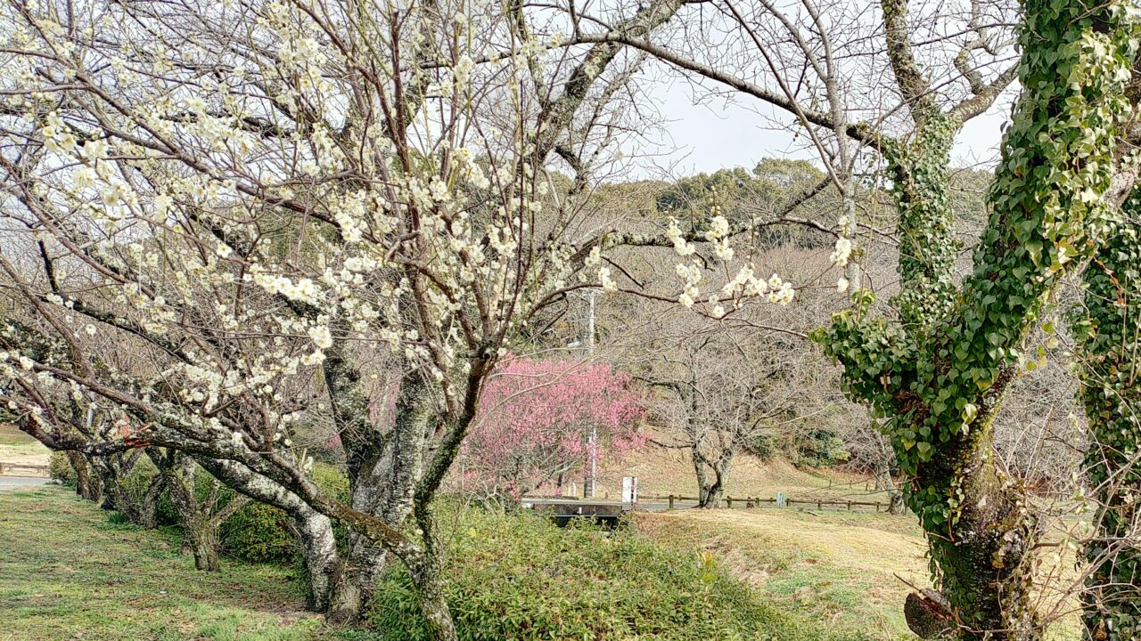 坂本八幡宮付近の梅