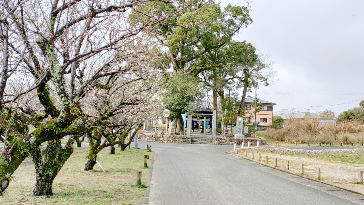 坂本八幡宮付近の梅