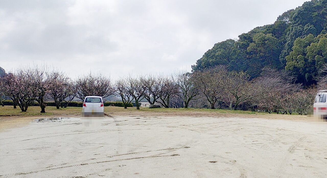 坂本八幡宮付近の梅