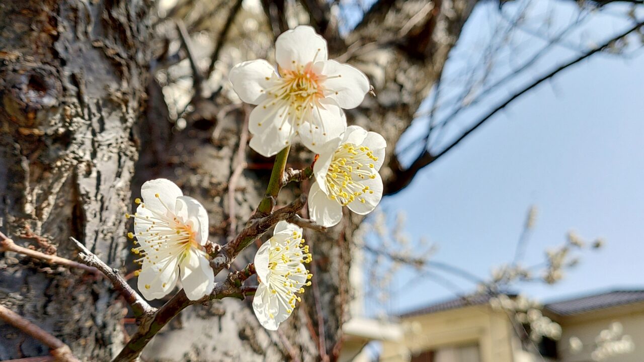 梅の花