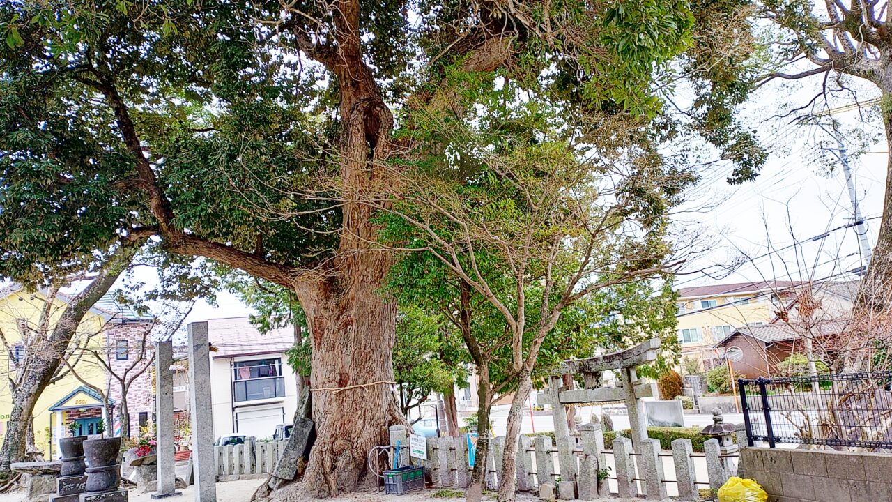 若八幡宮のイチイガシ