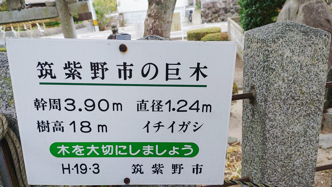 イチイガシの説明