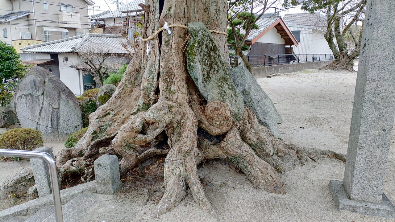 根上りした若八幡宮のイチイガシ