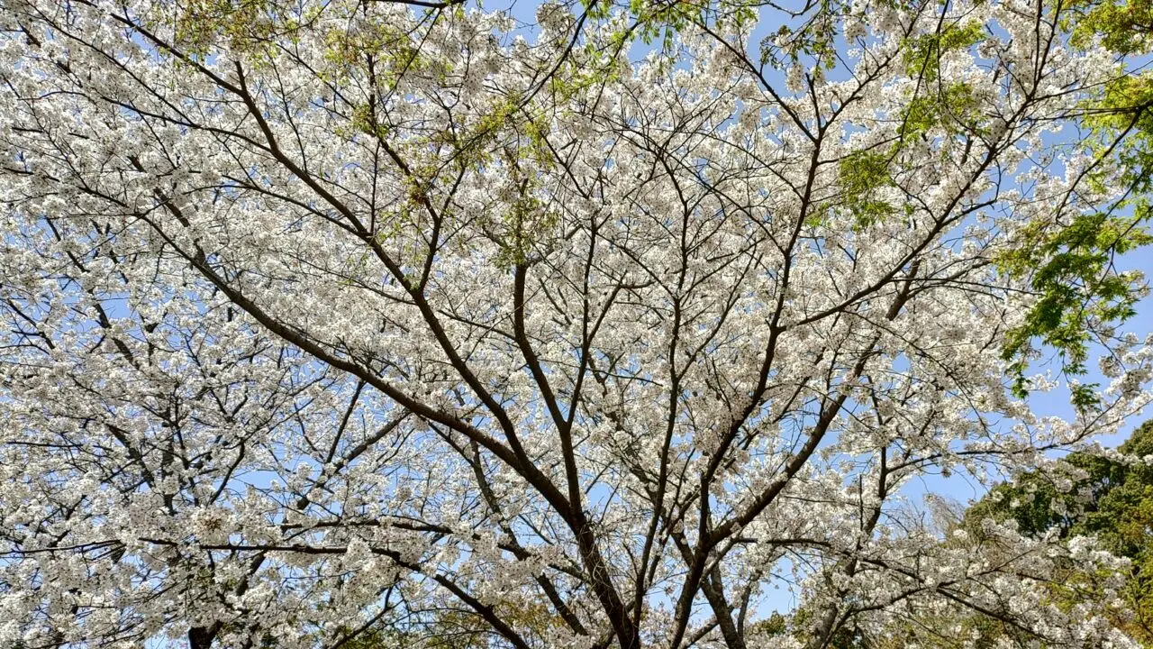 竈門神社の桜