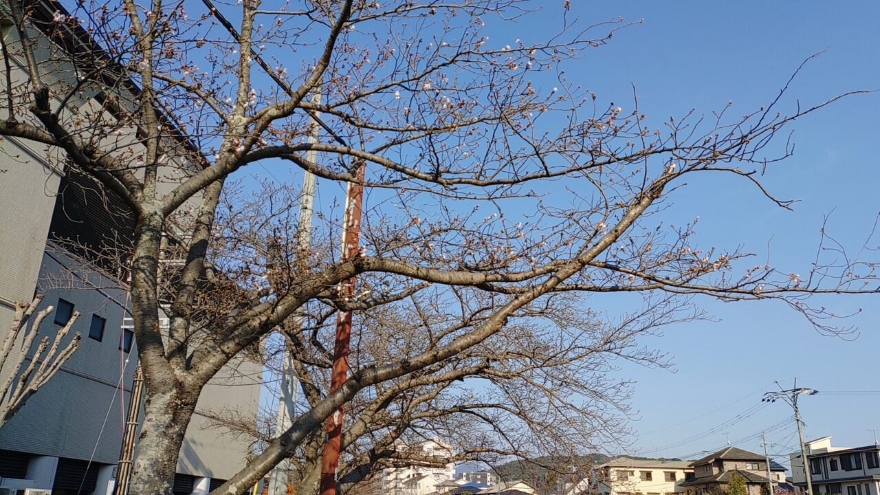 御笠川の桜並木