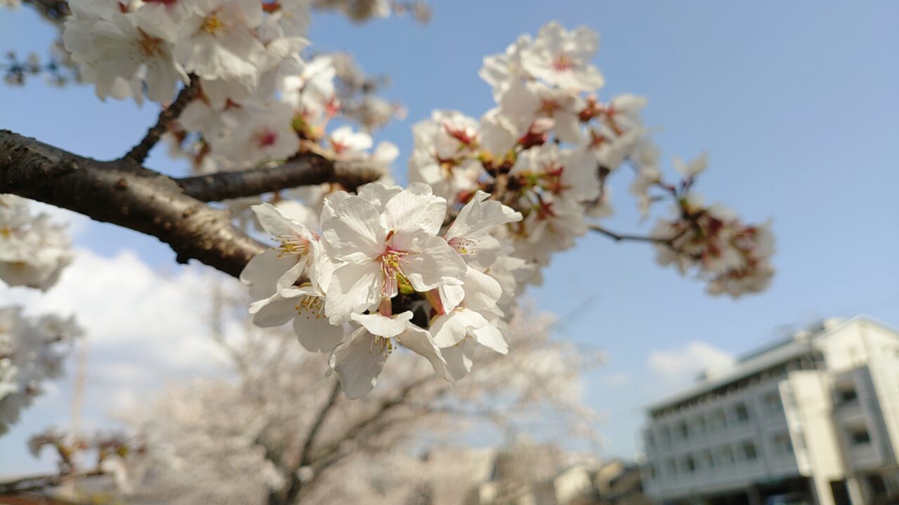 令和7年の御笠川の桜並木