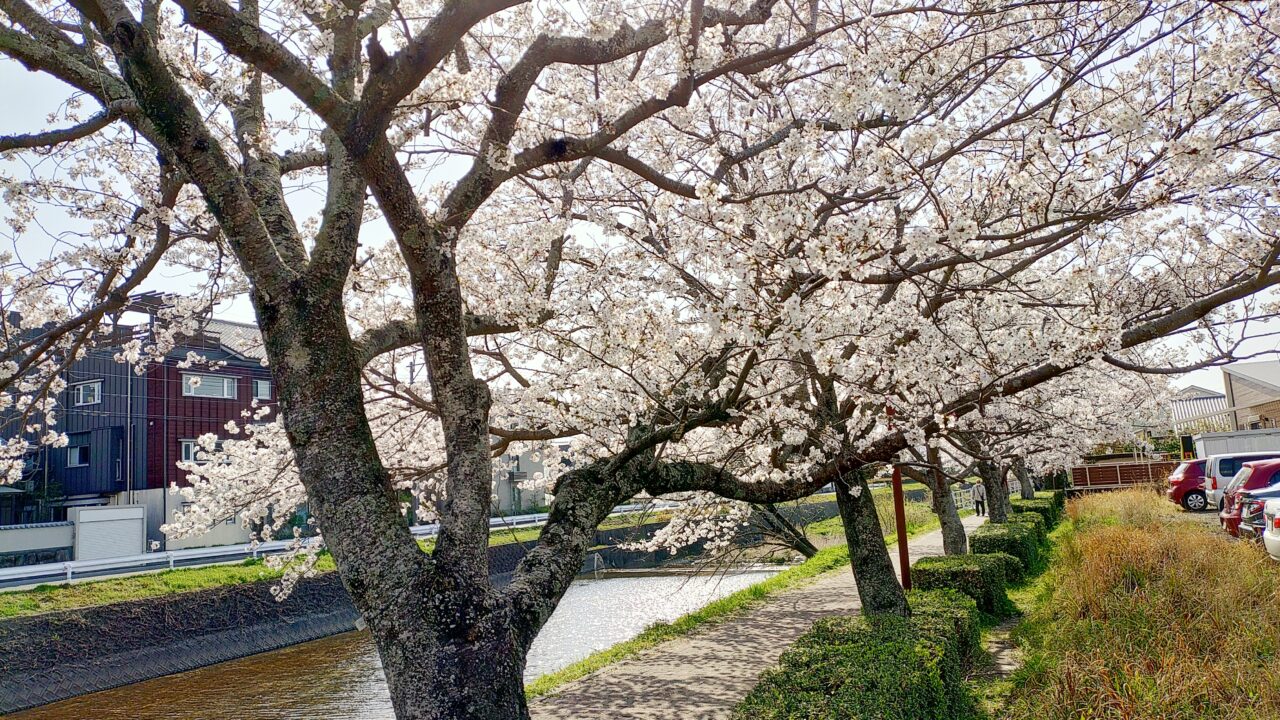 令和7年の御笠川の桜並木