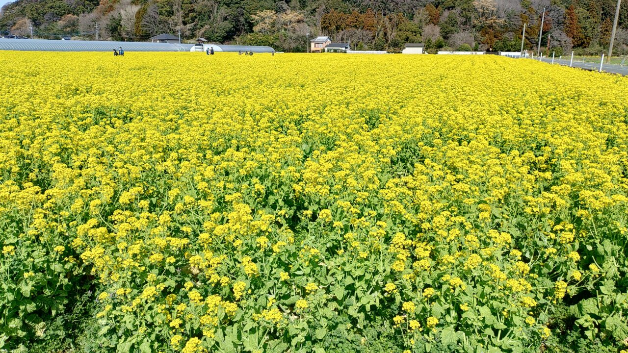 道の駅原鶴・ファームステーションバサロ前の菜の花畑