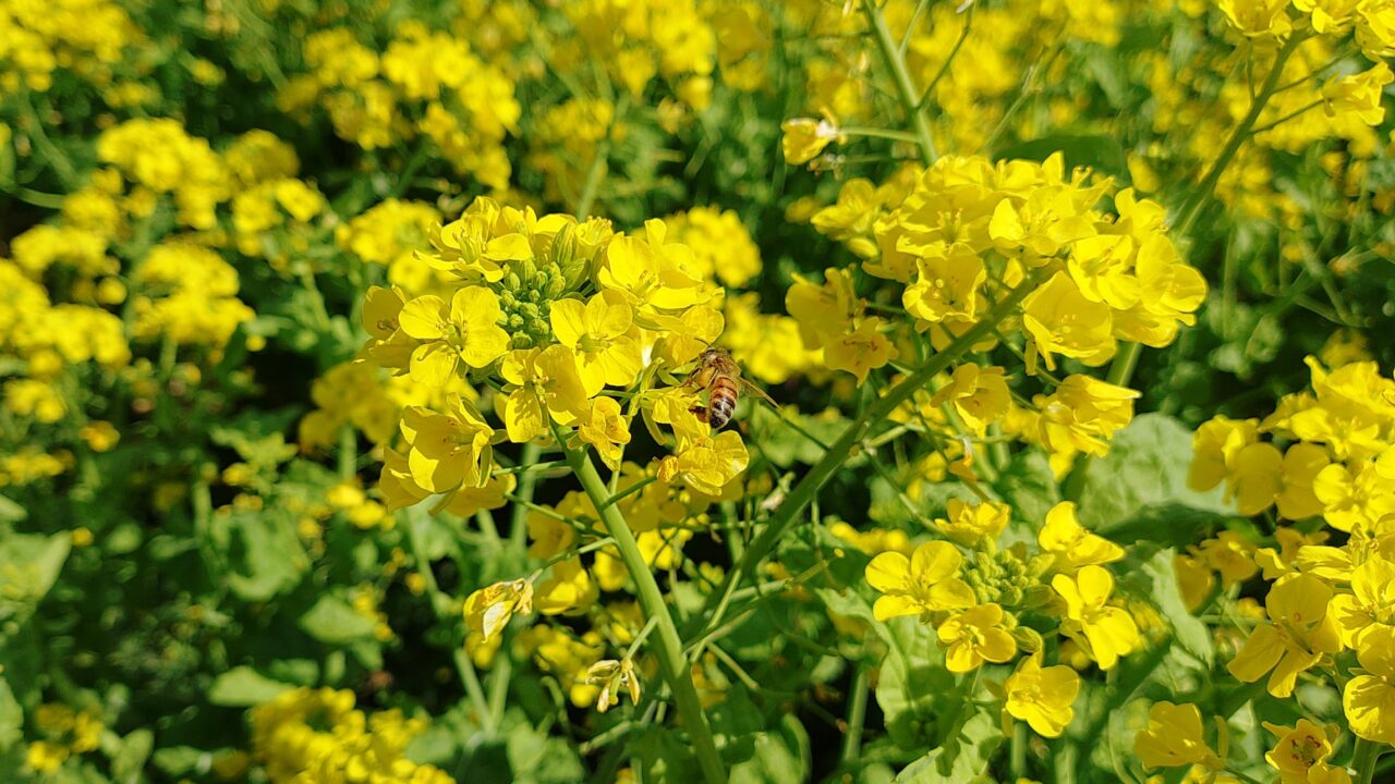 道の駅原鶴・ファームステーションバサロ前の菜の花畑