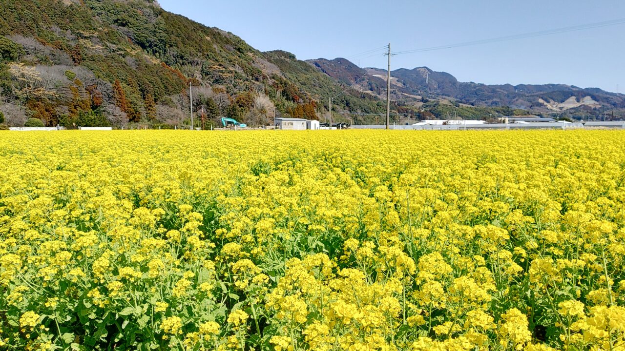道の駅原鶴・ファームステーションバサロ前の菜の花畑