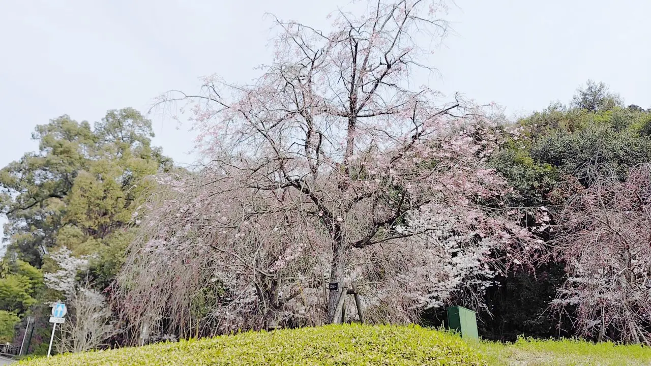 九州国立博物館の大駐車場側入口