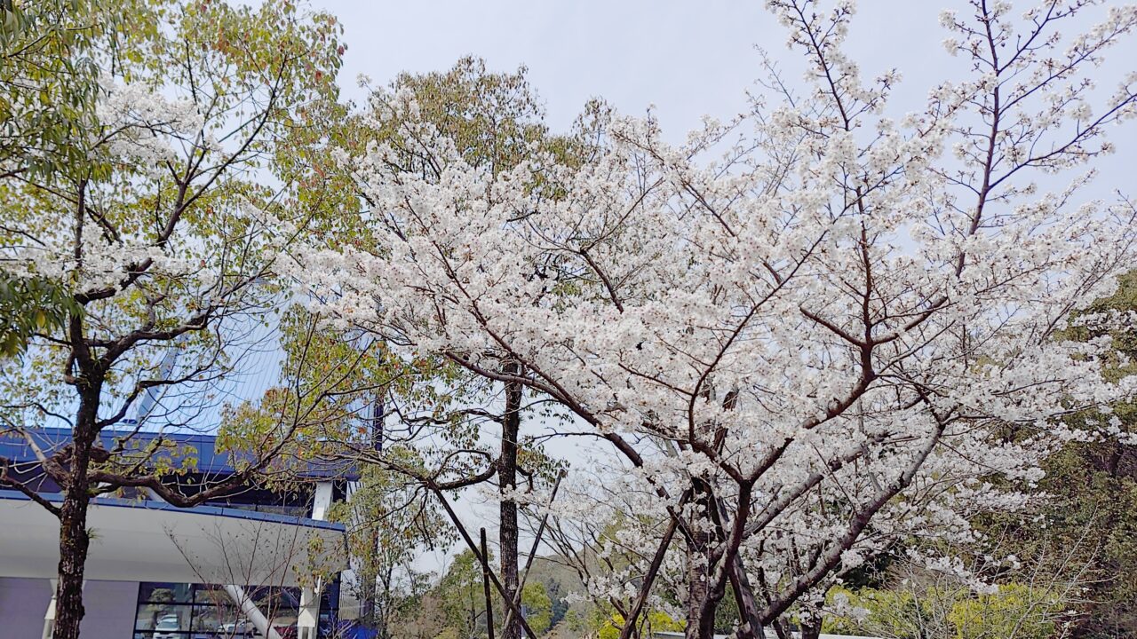 九州国立博物館の大駐車場側入口