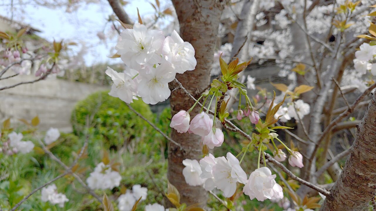 桜