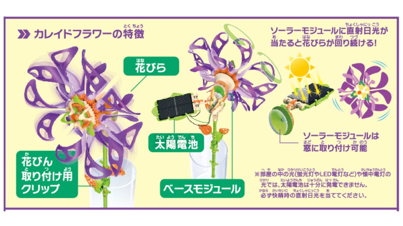 カレイドフラワーの特徴