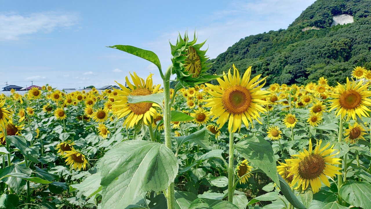 道の駅原鶴ファームステーションバサロ前のひまわり畑