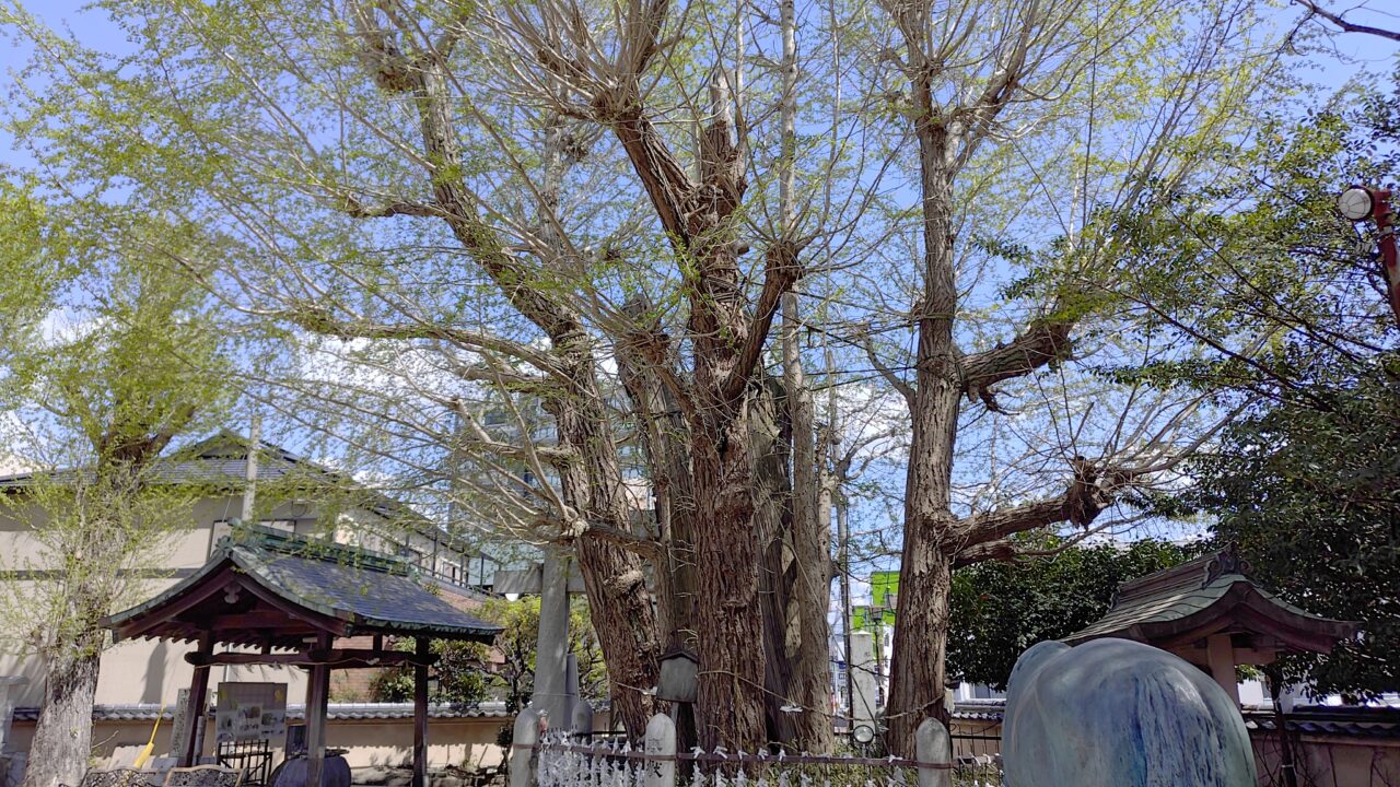 二日市八幡宮春季大祭の御神木の公孫樹