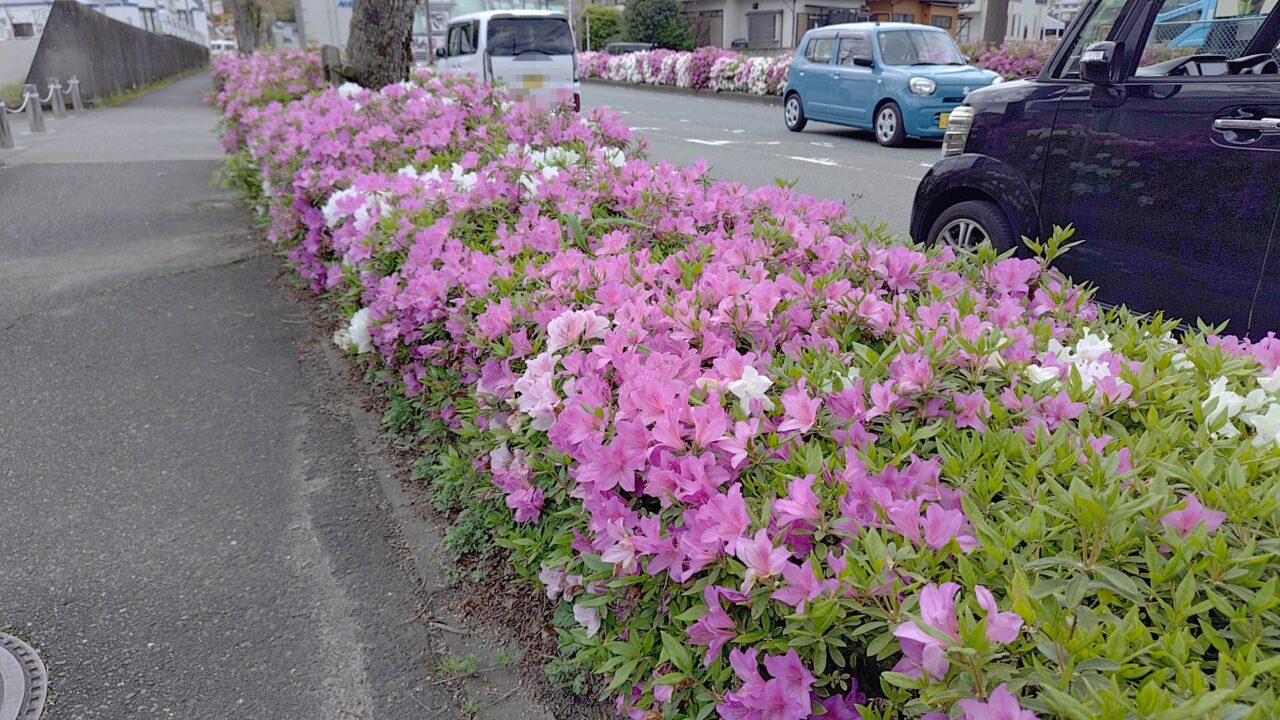 塔原太宰府線のツツジ