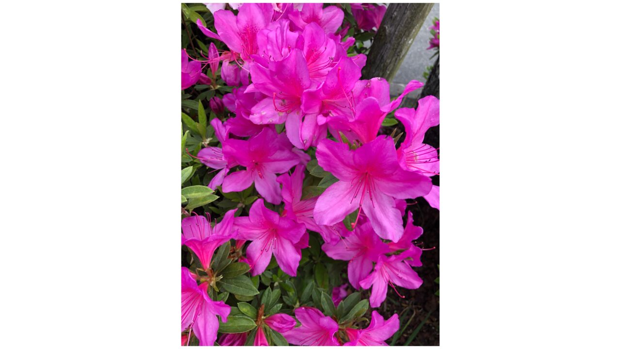 塔原太宰府線のツツジ