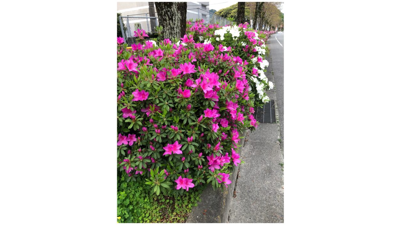 塔原太宰府線のツツジ