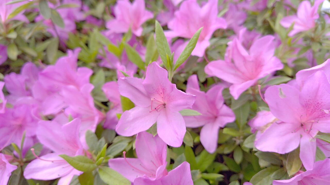 塔原太宰府線のツツジ