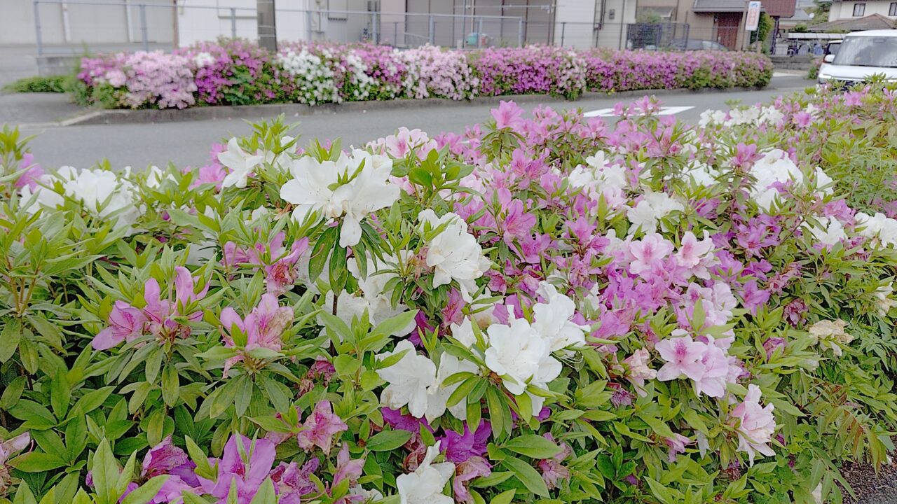 塔原太宰府線のツツジ