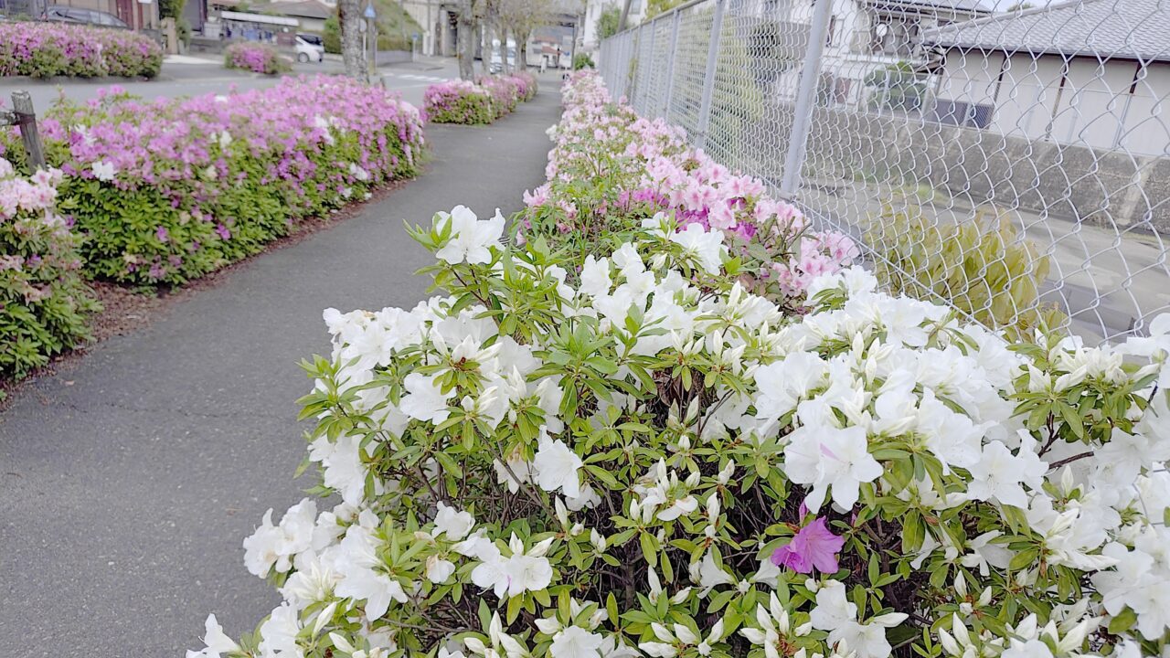 塔原太宰府線のツツジ