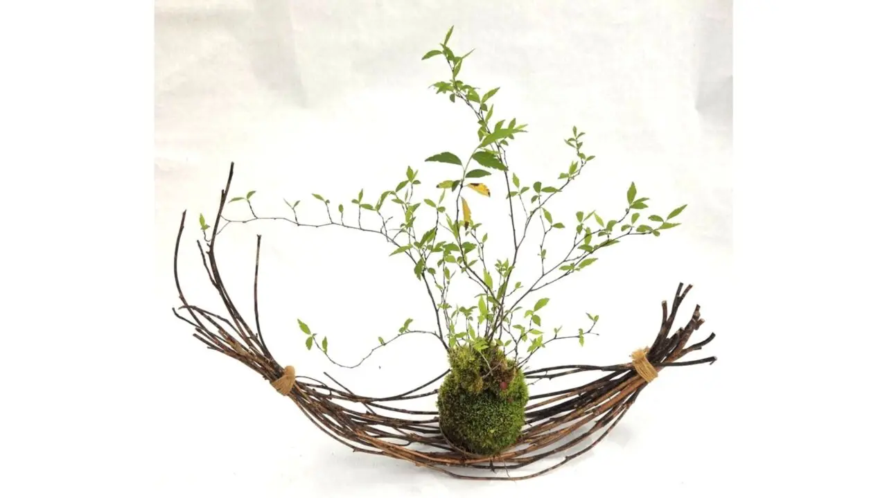 苔玉づくり