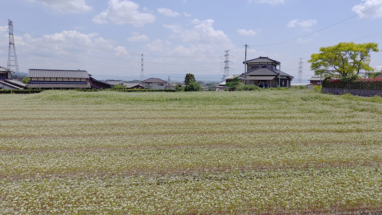 田中農産のそば畑