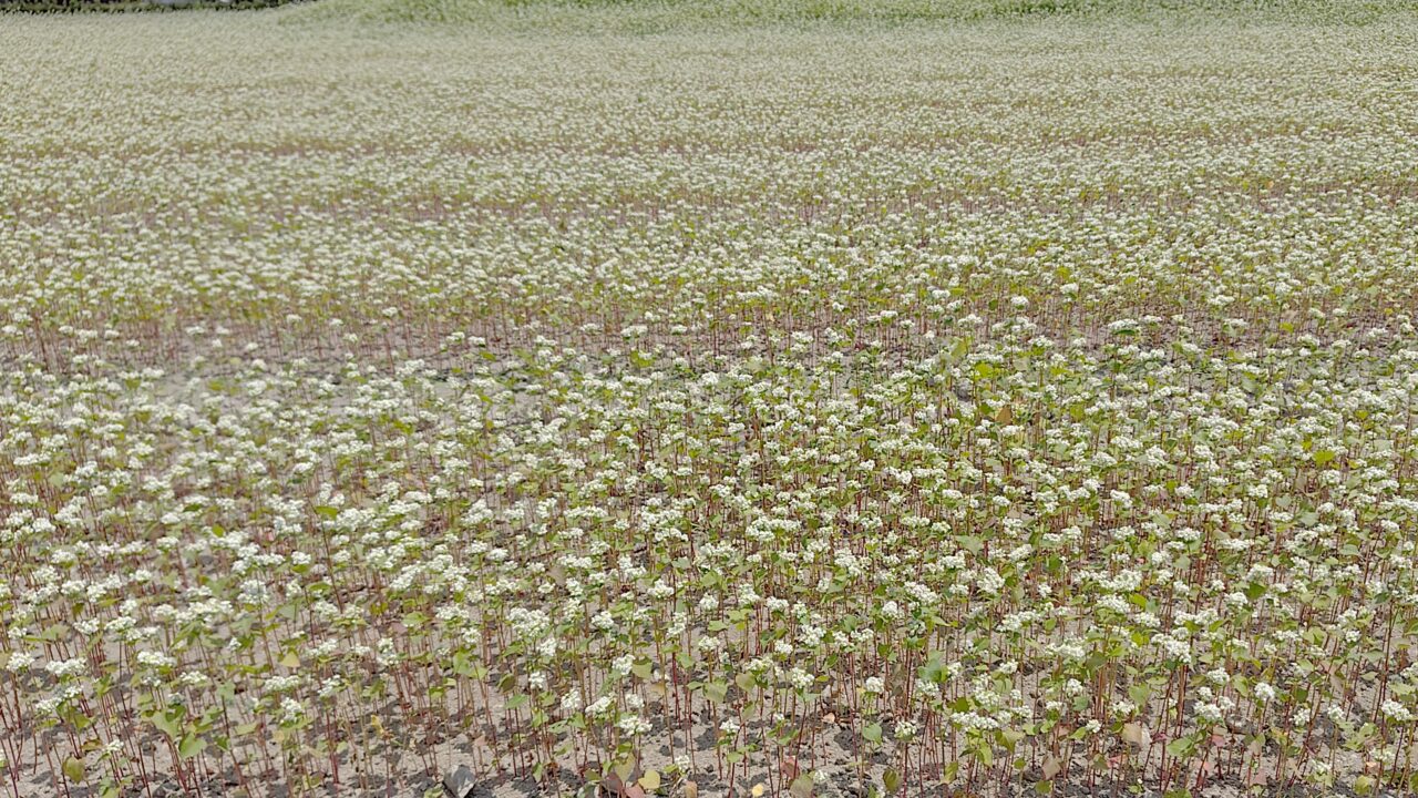 田中農産のそば畑