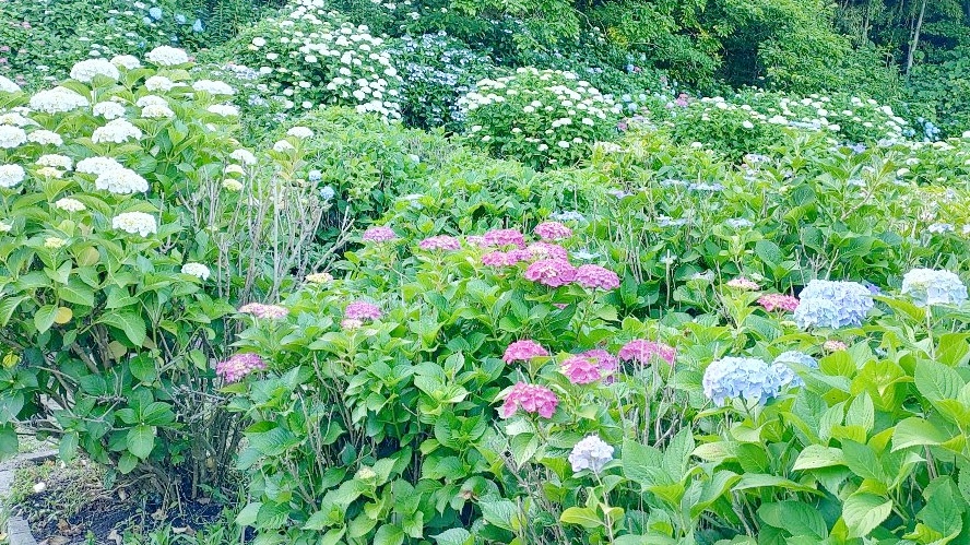 天拝歴史自然公園のあじさい園