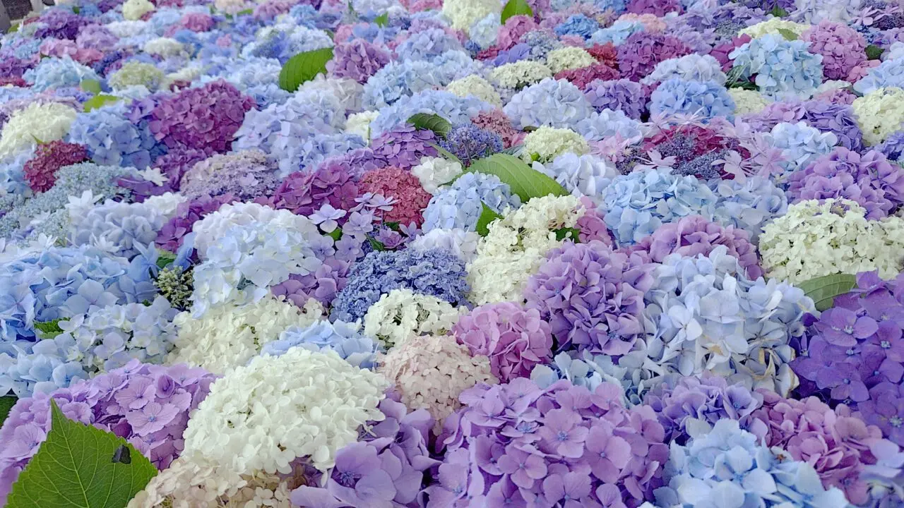 太宰府天満宮の花手水
