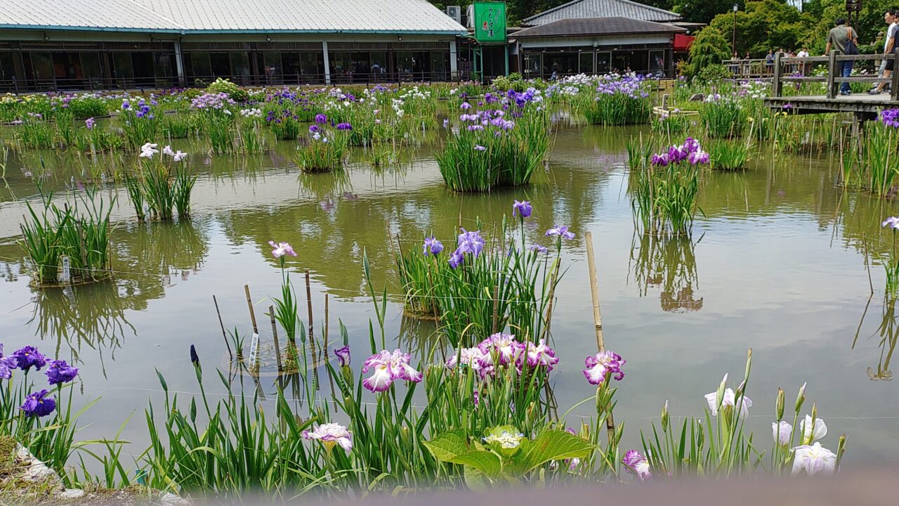 令和7年の花菖蒲の様子